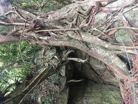 五指山水满河热带雨林风景区旅游景点攻略图