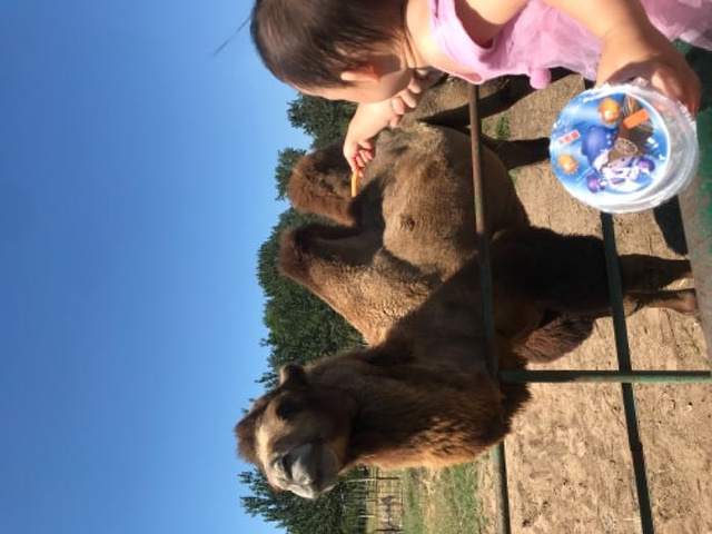 便宜進園發現動物園都是帶著小朋友去的第一次見大象孩子表現的很興奮