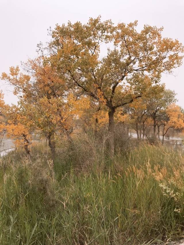 金湖杨国家森林公园