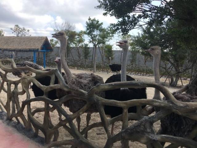 永鸿野生动物世界