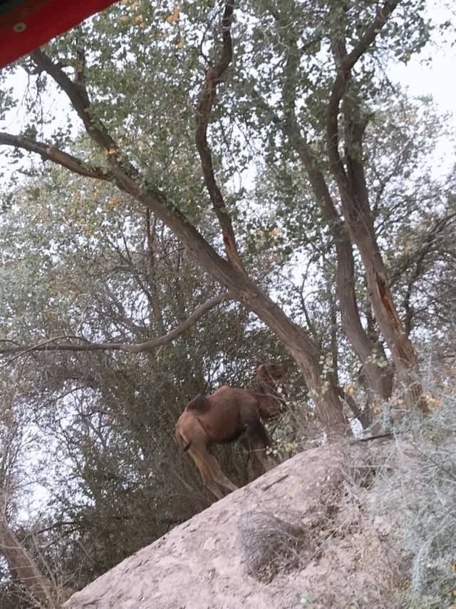 金湖杨国家森林公园
