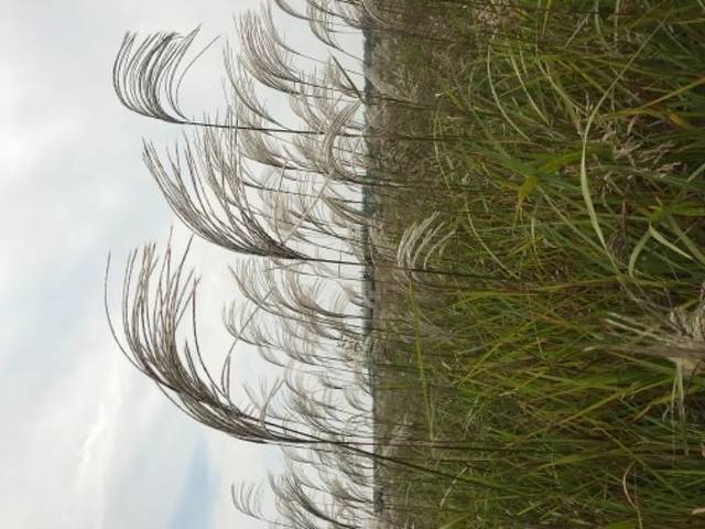 黄河口生态旅游区