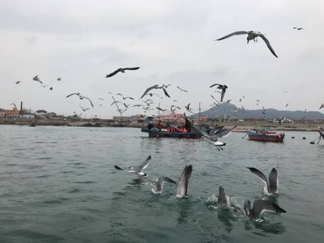 大连东港帆船航海