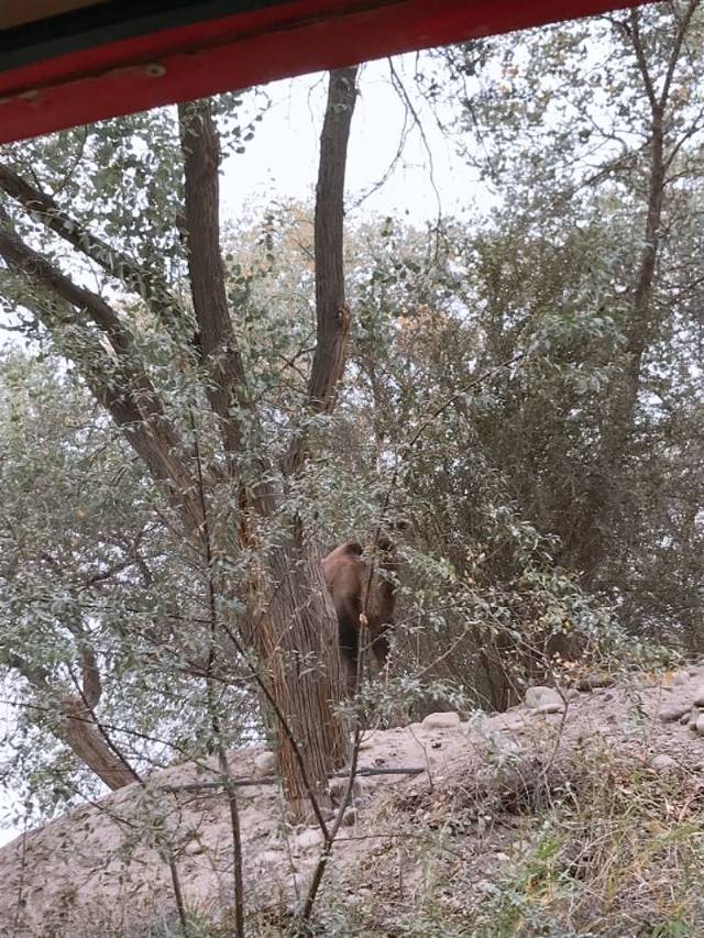 金湖杨国家森林公园