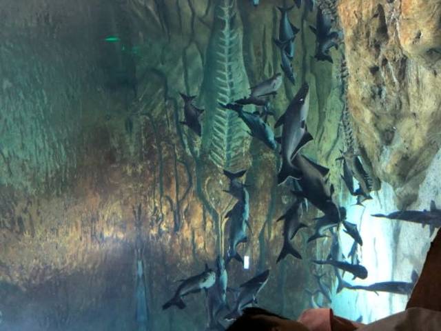 重庆汉海海洋公园