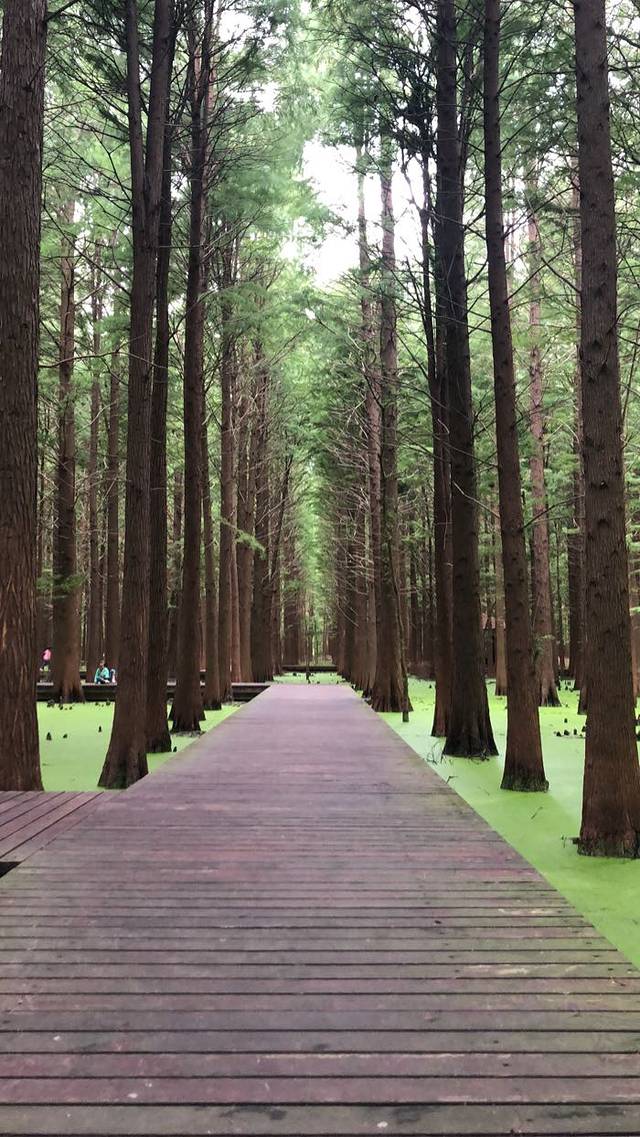 金湖水上森林景区