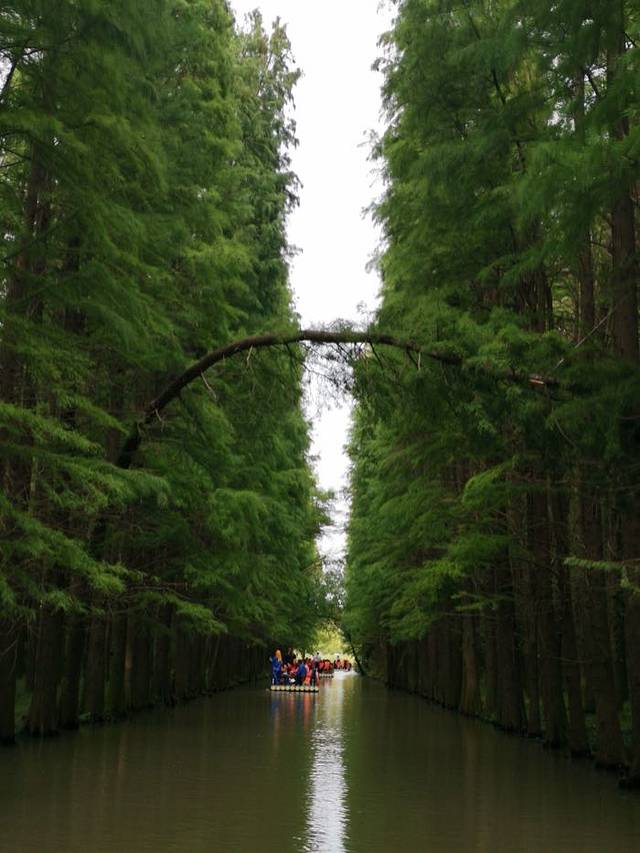金湖水上森林景区