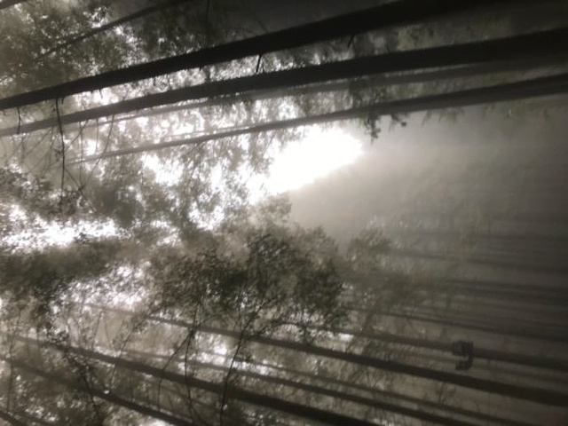 "无奈天公不作美，才下了雨，雾蒙蒙的，能见度低，还好能感受另一种美，犹如仙境_山王坪喀斯特国家生态公园"的评论图片
