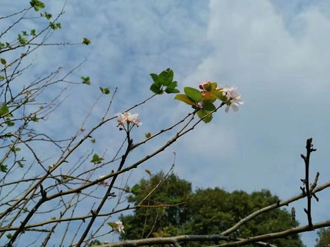 雷峰塔旅游景点攻略图