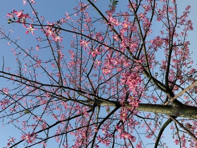 梦里水乡百花园