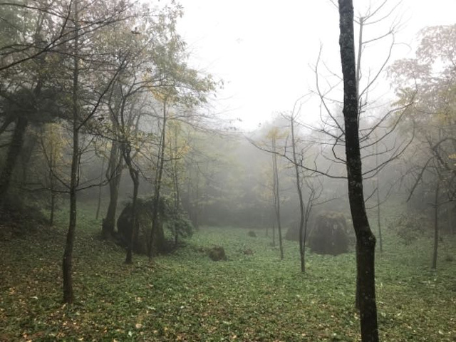 "无奈天公不作美，才下了雨，雾蒙蒙的，能见度低，还好能感受另一种美，犹如仙境_山王坪喀斯特国家生态公园"的评论图片