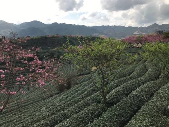 永福台品樱花茶园