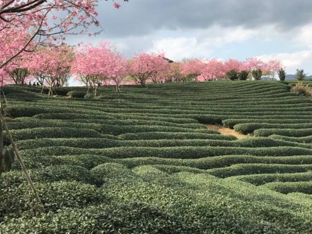 永福台品樱花茶园