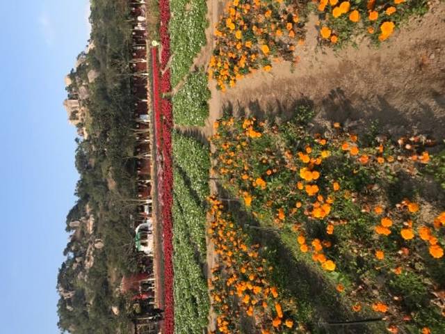 丹樱农业生态园