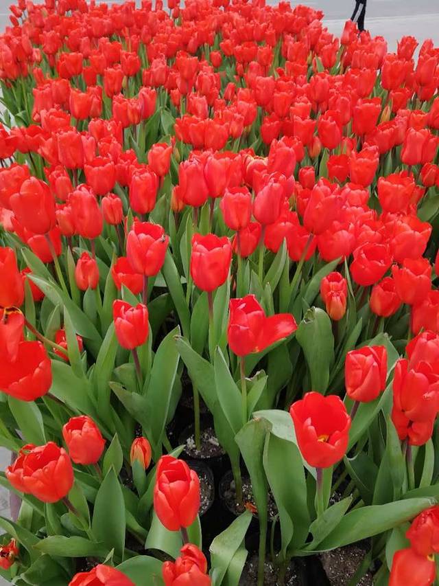 通济花海露营公园