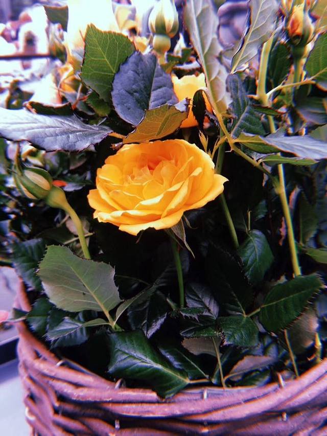 国际慢城太寺垭森林公园