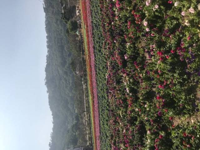 丹樱农业生态园