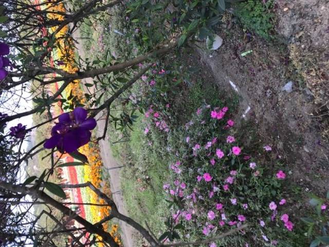 丹樱农业生态园