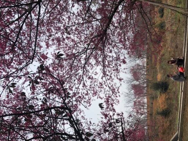 韶关樱花公园