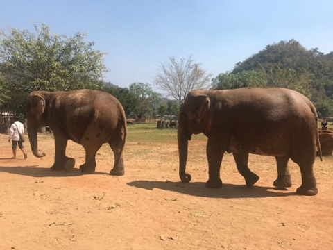 泰国大象自然保护公园旅游景点图片