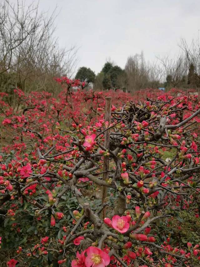 通济花海露营公园