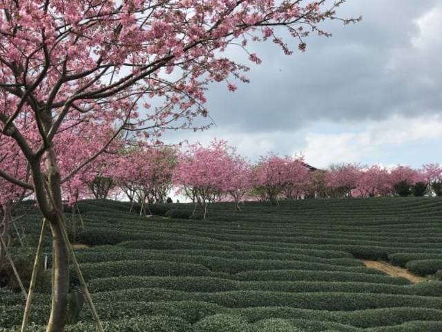 永福台品樱花茶园