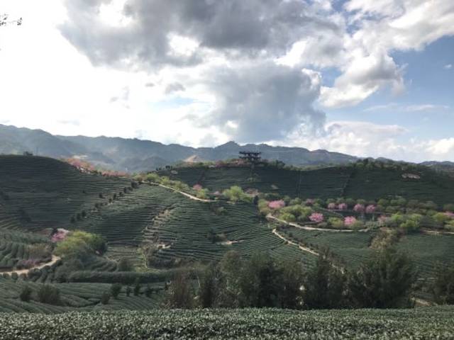 永福台品樱花茶园