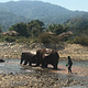 泰国大象自然保护公园
