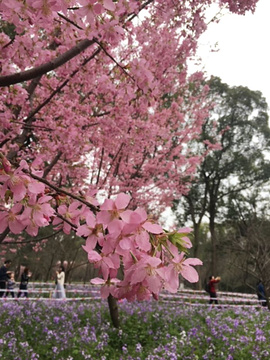 东湖樱花园旅游景点攻略图