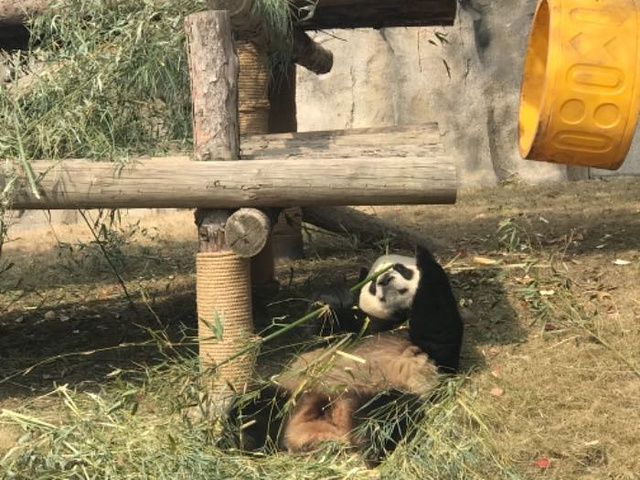 "总体一般吧 基本上所有动物都是只可远观不可亵玩 想近距离接触的还要花20 所以就觉得很无聊吧 ..._上海野生动物园"的评论图片