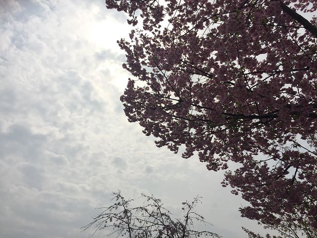 "东湖樱园真的比武大景致好，看樱花还是来东湖吧，虽然要门票_东湖"的评论图片