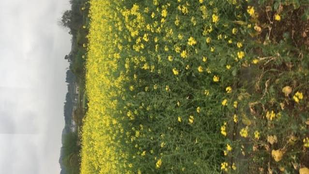 潼南崇龛油菜花