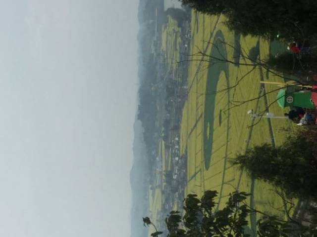 潼南崇龛油菜花