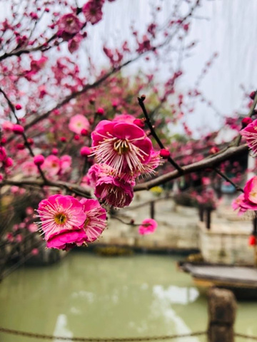 "...年时间石佛寺建于此，因形成五瓣状，其间草木葱郁、曲径通幽、大小河流穿梭潆洄犹如梅花，故名梅花洲_梅花洲"的评论图片