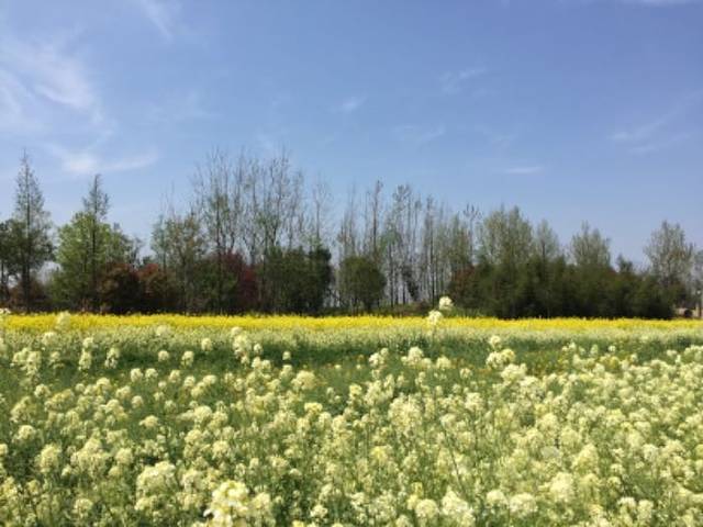 杭州湾海上花田
