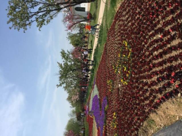 杭州湾海上花田