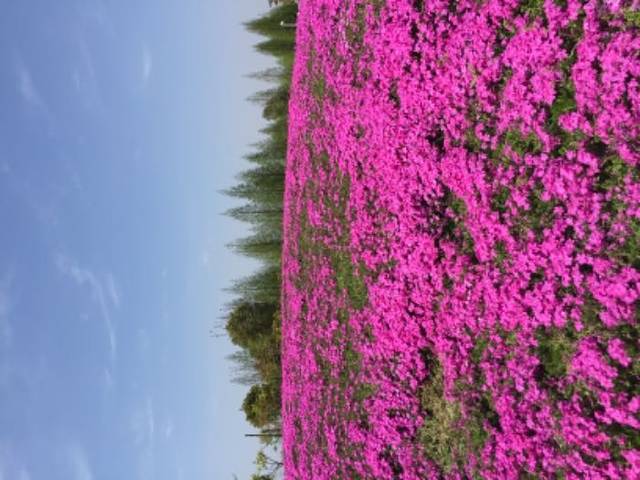 杭州湾海上花田
