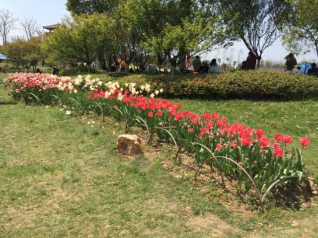 杭州湾海上花田