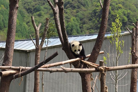 大熊猫苑旅游景点攻略图