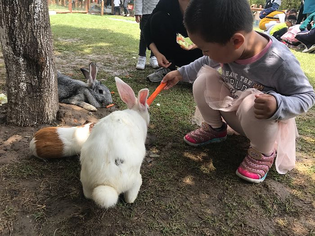 2023大门是农耕园免费,里面有一个小型动物园和游乐场分开售票,宠物园