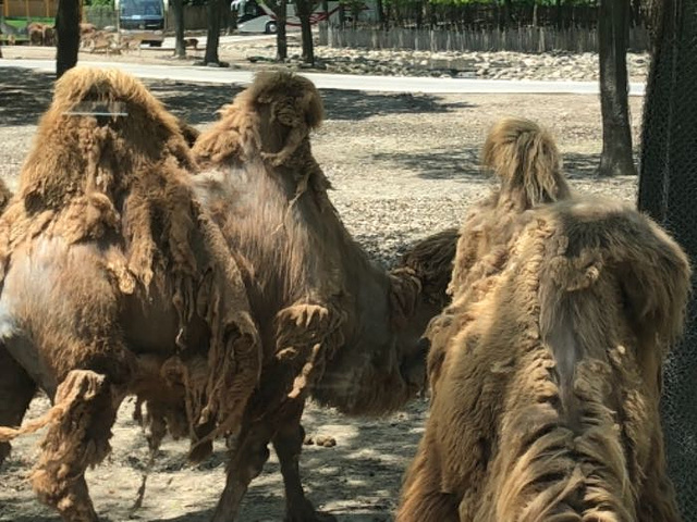 "这是老虎就在车子的左侧，如果在右侧，后果不堪设想。这是司机误操作吧_上海野生动物园"的评论图片