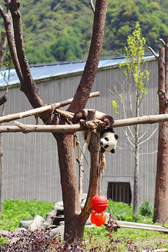 大熊猫苑旅游景点攻略图