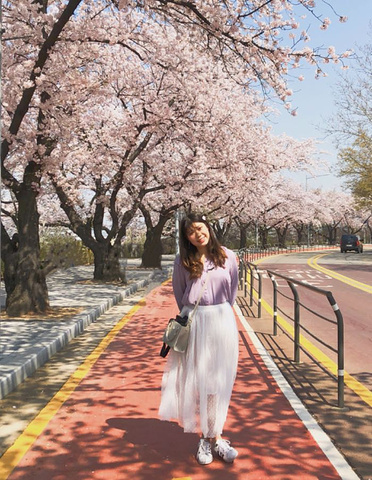 "汝矣岛作为首尔最有名的观樱景点之一，樱花路非常长，绕汝矣岛将近一圈，樱花路之外一圈就是汉江_樱花大道（樱花庆典）"的评论图片