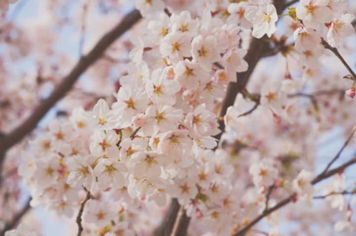 "汝矣岛作为首尔最有名的观樱景点之一，樱花路非常长，绕汝矣岛将近一圈，樱花路之外一圈就是汉江_樱花大道（樱花庆典）"的评论图片
