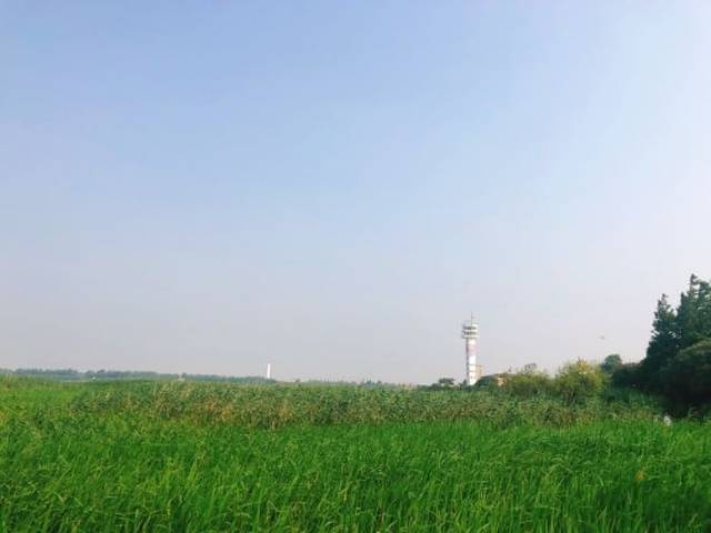 吴淞炮台湾湿地森林公园