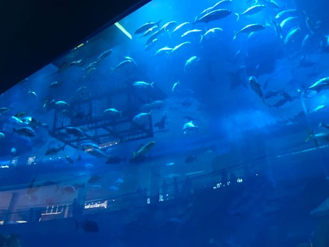 迪拜水族馆和水下动物园旅游景点攻略图