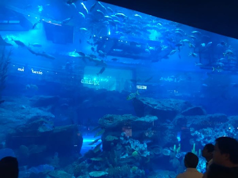 迪拜水族馆和水下动物园旅游景点图片