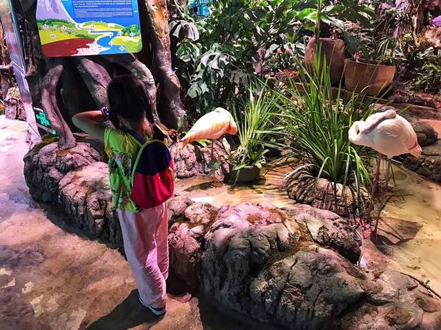 正佳雨林生态植物园