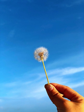 花鸟岛旅游景点攻略图