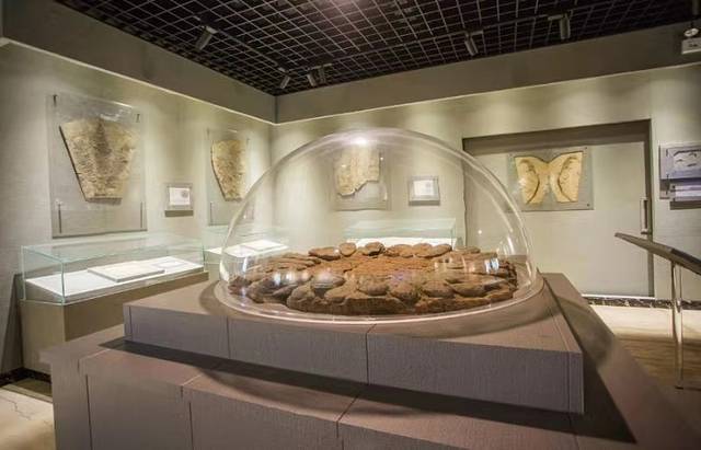 千岛湖自然博物馆